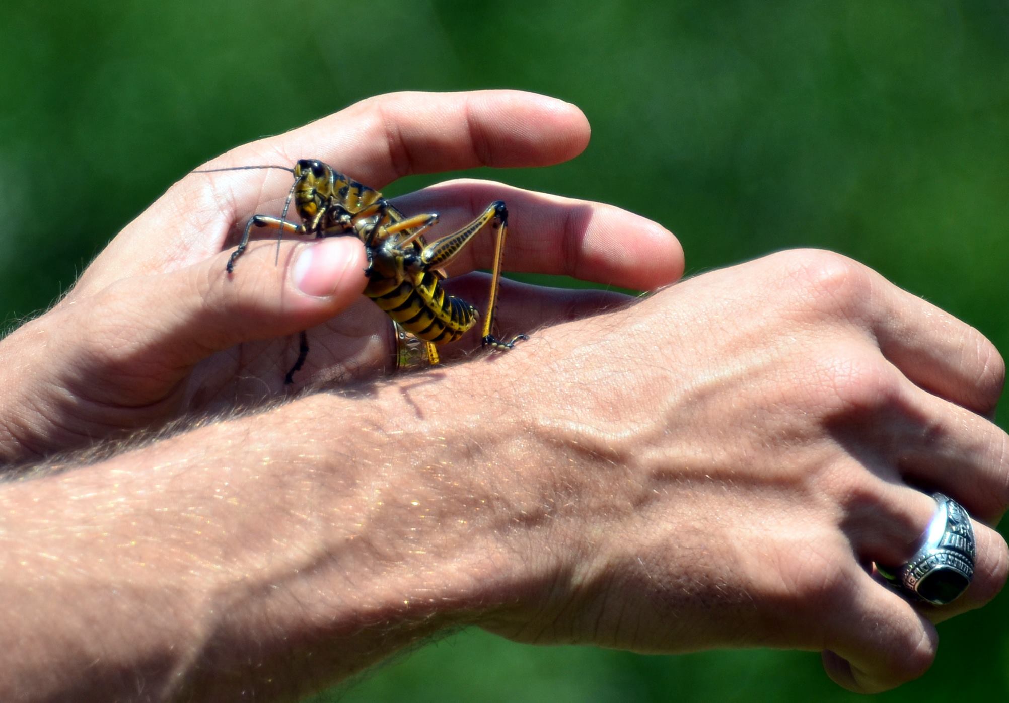 Grasshopper