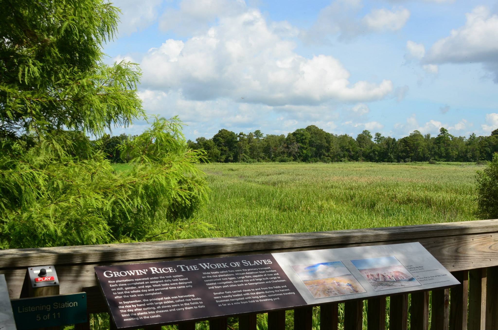Rice Field